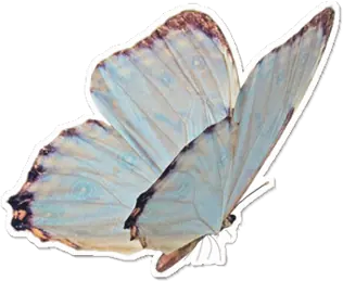 A sticker of a blue butterfly.