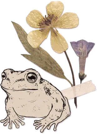 A drawing of a frog with two pressed flowers taped behind it.